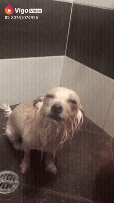 A Dog Taking A Bath In A Bathroom With Vigo Video On The Bottom Right GIF