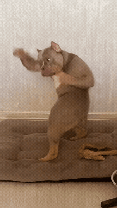 A Dog That Looks Like A Monkey Is Standing On A Bed GIF