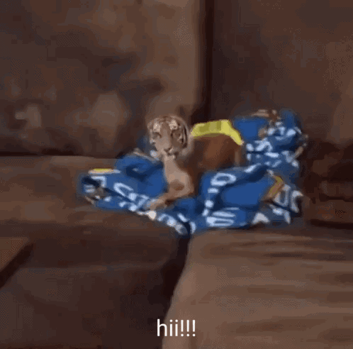 A Dog That Looks Like A Tiger Is Standing Next To A Couch With A Blanket On It GIF