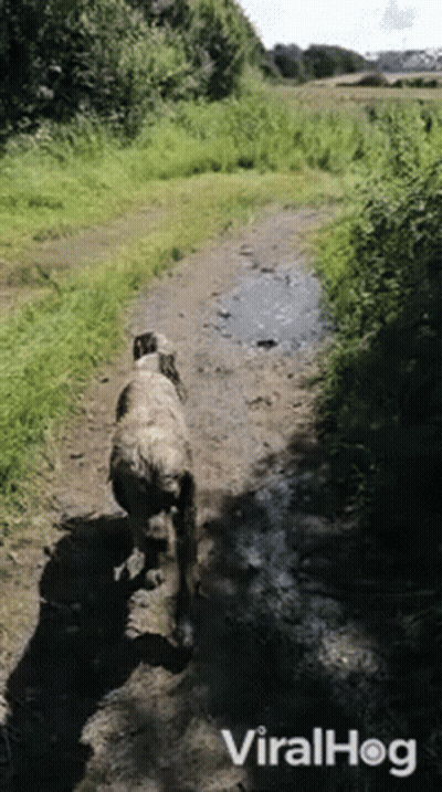 A Dog Walking Down A Dirt Path With The Words Viralhog On The Bottom Right GIF