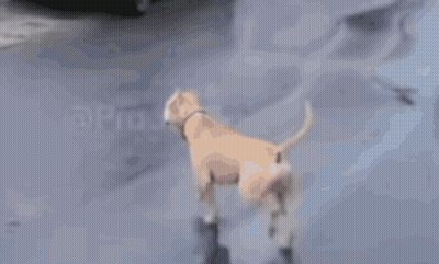 A Dog Walking Down A Sidewalk Next To A White Van . GIF