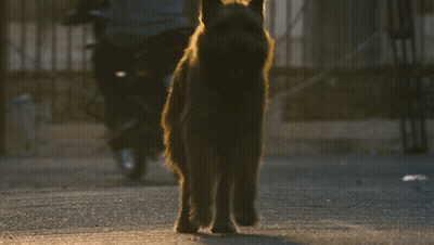 A Dog Walking Down A Street With A Motorcycle Behind It GIF