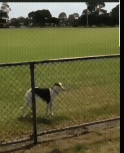A Dog Walking Through A Chain Link Fence In A Field GIF