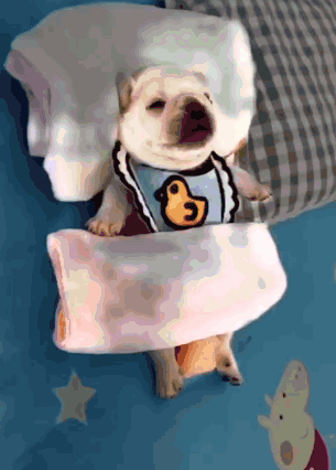 A Dog Wearing A Bib With A Duck On It Is Sleeping On A Bed GIF