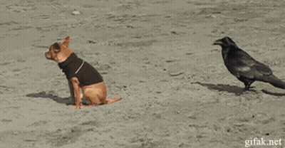 A Dog Wearing A Black Jacket Is Running Away From A Black Bird GIF