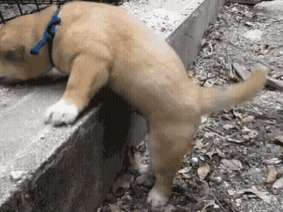 A Dog Wearing A Blue Collar Is Laying On A Concrete Ledge GIF