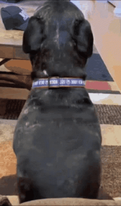 A Dog Wearing A Blue Collar That Says ' I Love You ' On It GIF
