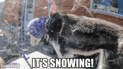 A Dog Wearing A Blue Hat With The Words It 'S Snowing Written Below It GIF