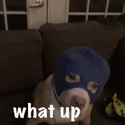 A Dog Wearing A Blue Mask With The Words What Up Written On It GIF