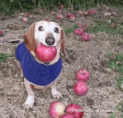 A Dog Wearing A Blue Sweater Is Holding An Apple In Its Mouth GIF