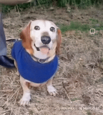 A Dog Wearing A Blue Sweater Is Standing On A Pile Of Hay GIF
