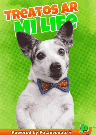 A Dog Wearing A Bow Tie Is On A Poster That Says Treatos Ar Mi Life Powered By Petjuvenate GIF
