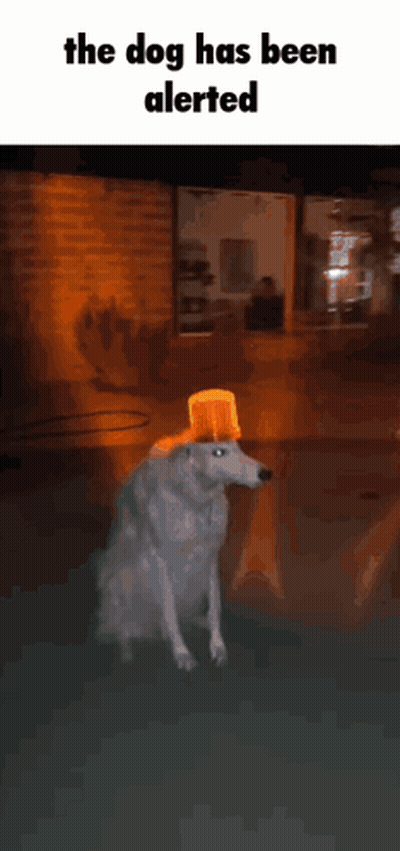 a dog wearing a bucket on its head with the words the dog has been alerted on the bottom