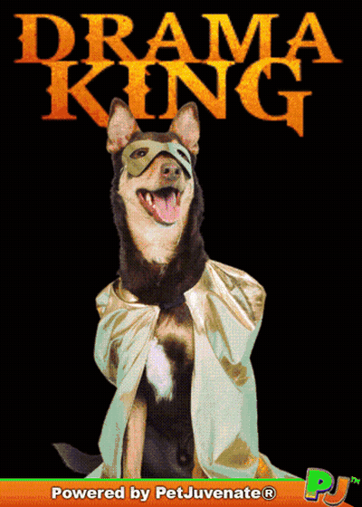 A Dog Wearing A Cape And A Mask Is On The Cover Of A Book Called Drama King GIF