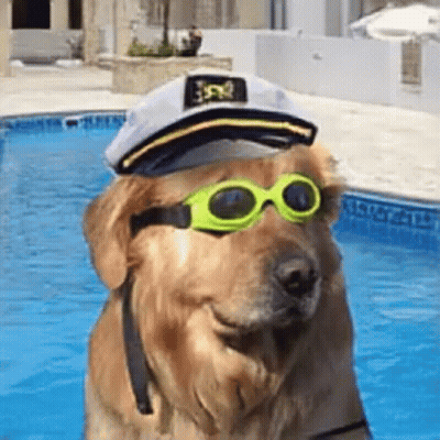 A Dog Wearing A Captain 'S Hat And Goggles Is Standing In A Pool . GIF
