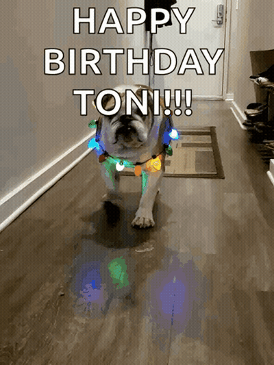 A Dog Wearing A Christmas Light Necklace Says Happy Birthday Toni !!! GIF
