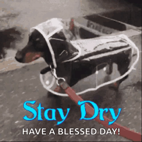 A Dog Wearing A Clear Raincoat On A Leash GIF