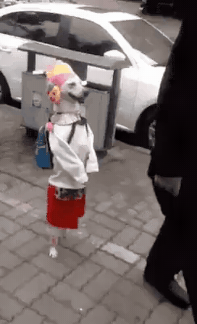 A Dog Wearing A Clown Costume And A Backpack Is Walking Down A Sidewalk . GIF