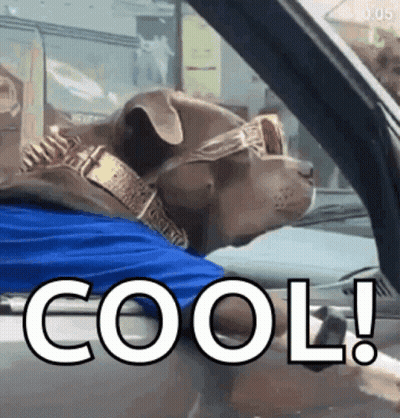 A Dog Wearing A Collar And Sunglasses Is Sitting In A Car With The Word Cool Written On The Side GIF