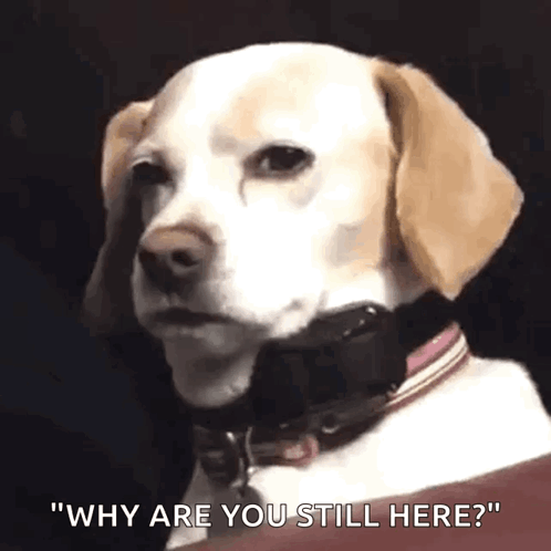 A Dog Wearing A Collar Is Asking Why Are You Still Here ? GIF