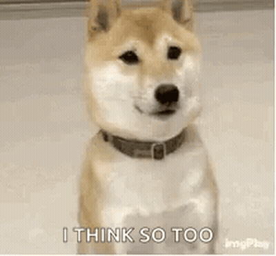 A Dog Wearing A Collar Is Sitting On The Floor And Saying `` Yep I Think So Too '' . GIF