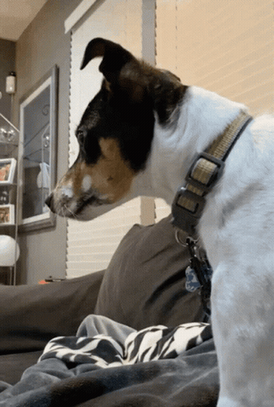 A Dog Wearing A Collar With A Tag That Says ' I Love You ' On It Sits On A Couch GIF