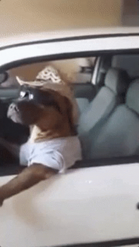 A Dog Wearing A Cowboy Hat And Sunglasses Is Driving A Car GIF