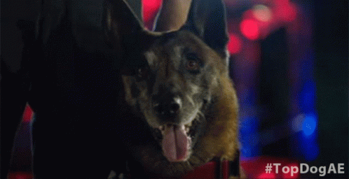 A Dog Wearing A Cowboy Hat Is Looking At The Camera With Its Tongue Hanging Out . GIF