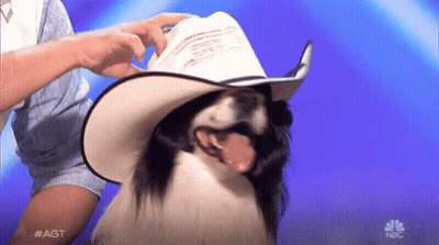 A Dog Wearing A Cowboy Hat Is On A Nbc Show GIF