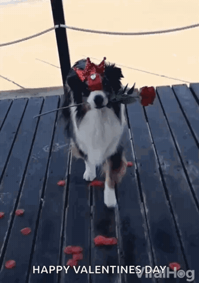 A Dog Wearing A Crown And Holding A Rose In Its Mouth Is Walking On A Wooden Deck . GIF