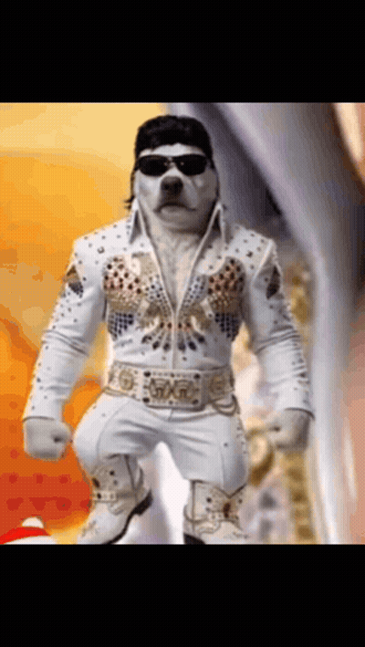 A Dog Wearing A Elvis Presley Outfit With Sunglasses And A Hat GIF