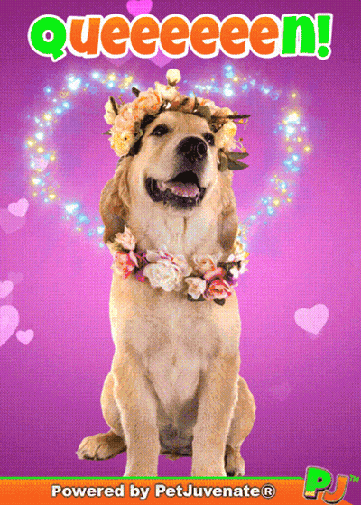 A Dog Wearing A Flower Crown With The Words Queeeeeen Behind It GIF