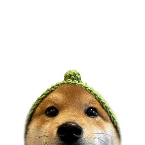 A Dog Wearing A Green Hat With The Word Hey Written Above It GIF