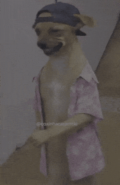 A Dog Wearing A Hat And A Shirt With The Hashtag @Coxinhascaramelo GIF