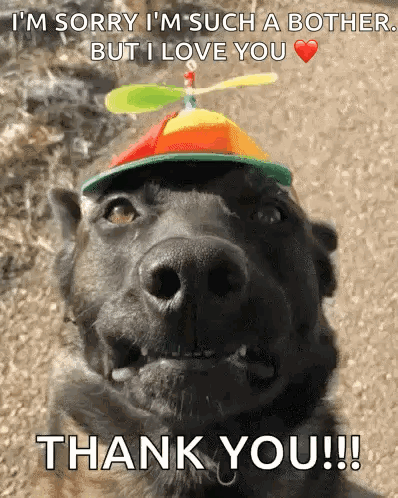 A Dog Wearing A Hat That Says I 'M Sorry I M Such A Bother But I Love You GIF