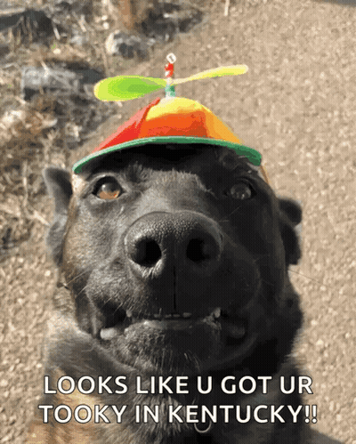 A Dog Wearing A Hat That Says Looks Like U Got Ur Tooky In Kentucky GIF