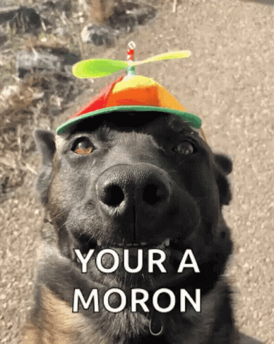 A Dog Wearing A Hat With A Propeller On Top And The Words " Your A Moron " Below It GIF