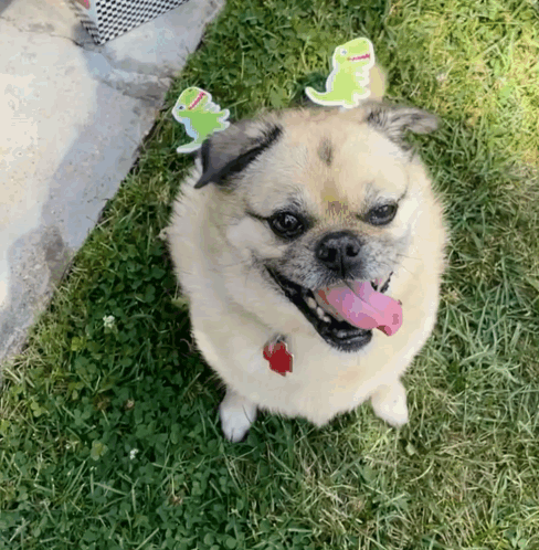 A Dog Wearing A Headband With Two Dinosaurs On It Looks Up At The Camera GIF