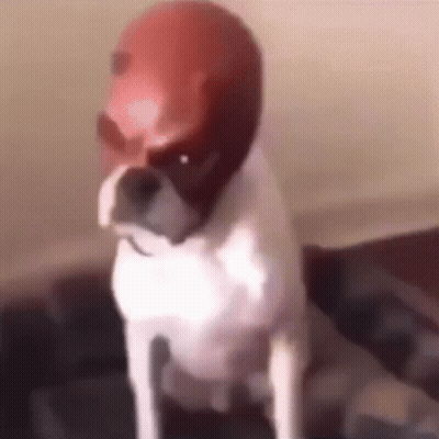 A Dog Wearing A Helmet Is Sitting On A Bed . GIF
