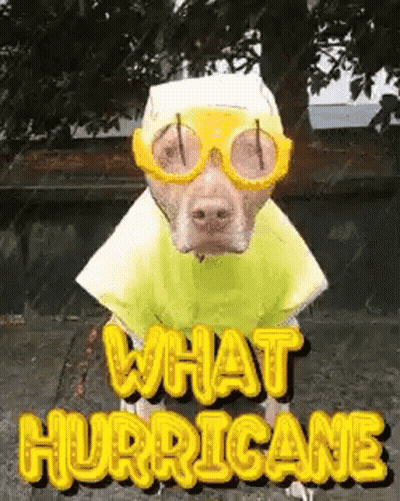 A Dog Wearing A Hurricane Costume And Goggles . GIF