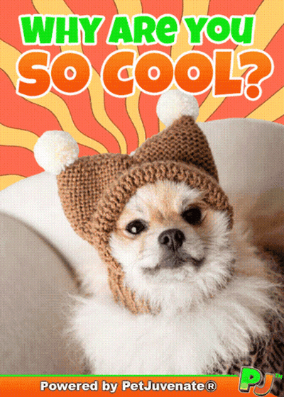 A Dog Wearing A Knitted Hat With The Words " Why Are You So Cool " Written Above It GIF