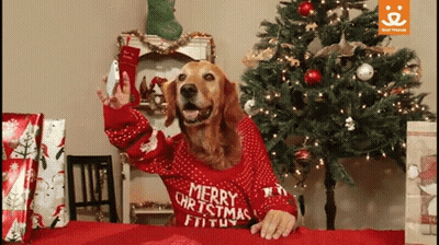 A Dog Wearing A Merry Christmas Sweater Holds A Cell Phone GIF