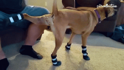 A Dog Wearing A Pair Of Boots Is Standing Next To A Person 'S Leg GIF