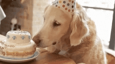 A Dog Wearing A Party Hat Is Eating A Birthday Cake On A Table . GIF