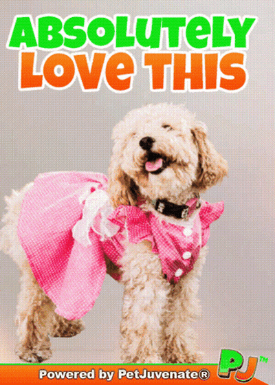 A Dog Wearing A Pink Dress With The Words Absolutely Love This Written Above It GIF