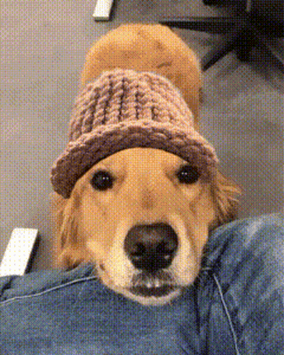 A Dog Wearing A Pink Knitted Hat Is Laying On A Person 'S Lap GIF