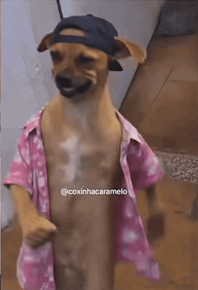 A Dog Wearing A Pink Shirt And A Hat With The Hashtag @Coxinhacaramelo On The Bottom GIF