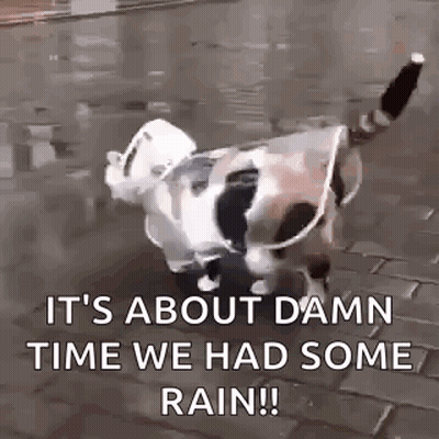 A Dog Wearing A Raincoat Is Walking In The Rain On A Sidewalk . GIF