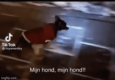 A Dog Wearing A Red Jacket Is Running Down A Street And Says Mijn Hond , Mijn Hond ! GIF