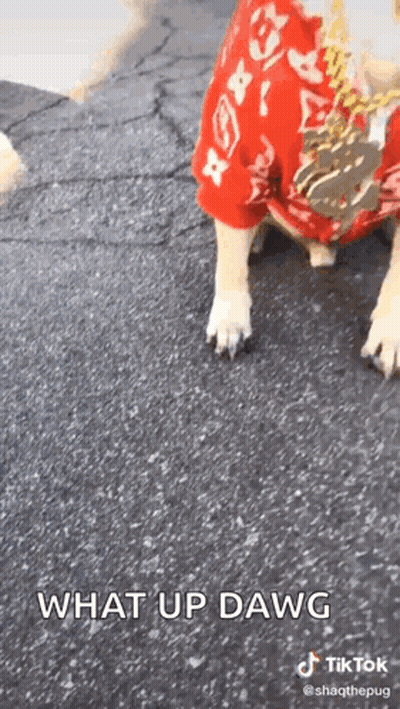 A Dog Wearing A Red Shirt Is Standing On The Ground And Says What Up Dawg . GIF